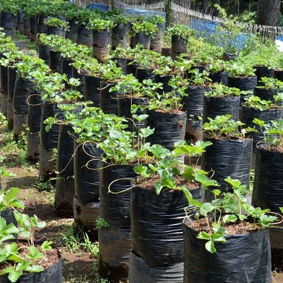 The Benefits of Air Purifying Plants